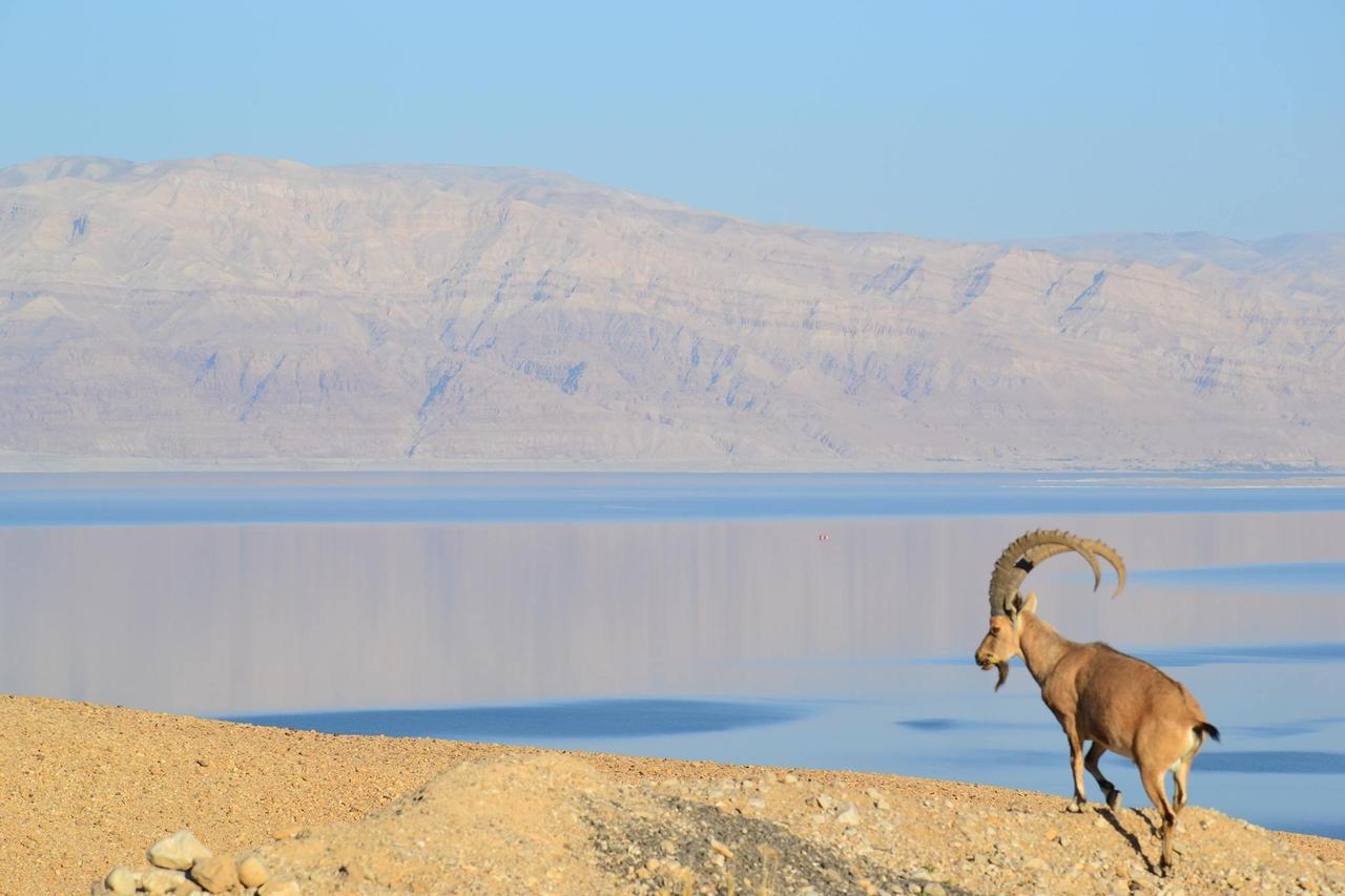 Ein Gedi Camp Lodge Luaran gambar